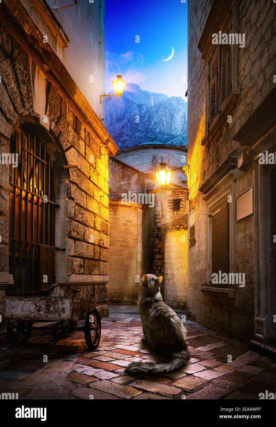 Cat On The Old Street In Kotor Montenegro Hi res Stock Photography And cat-on-the-old-street-in-kotor-montenegro-hi-res-stock-photography-and