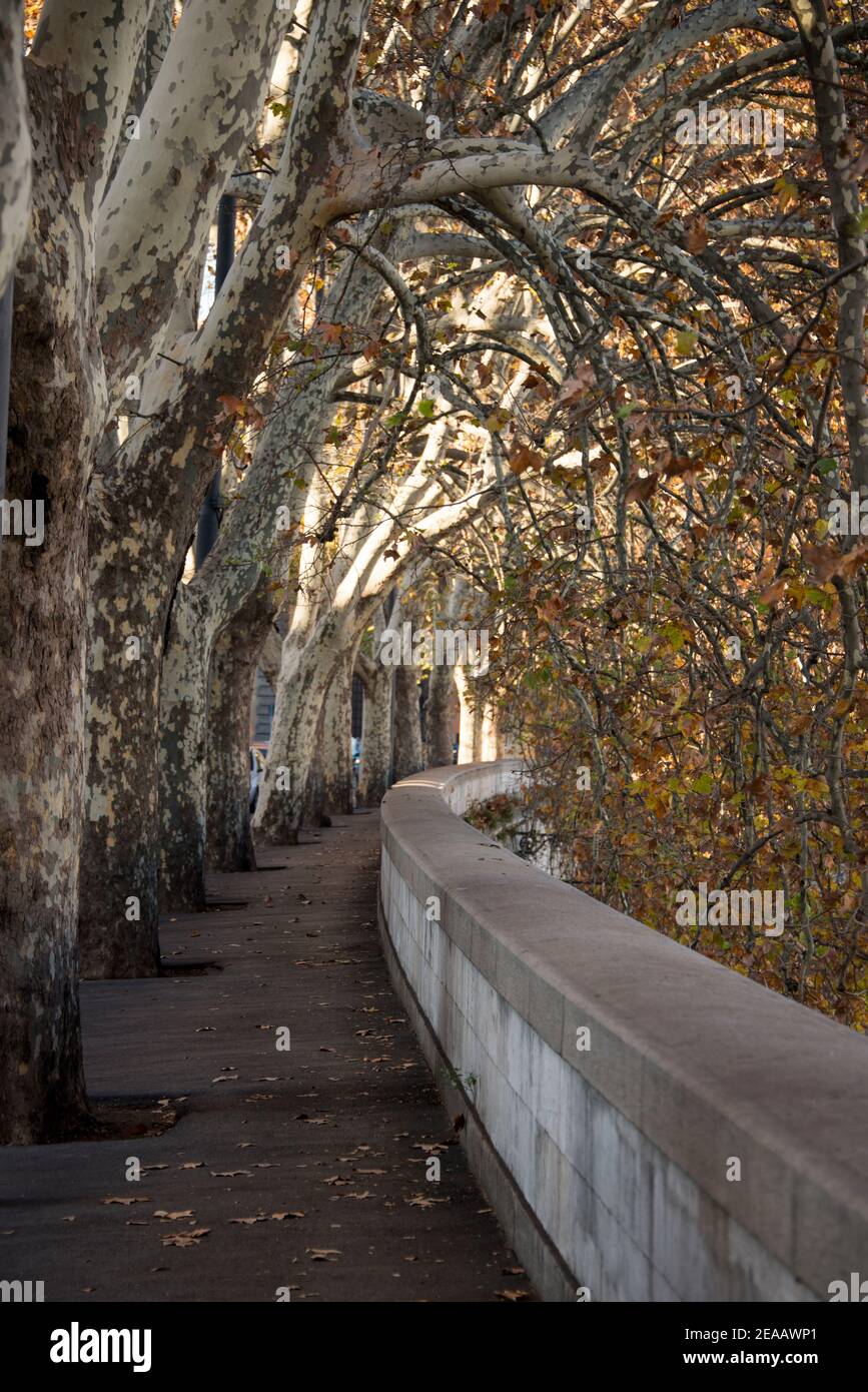 Avenue of plane trees on the Tiber, Rome Stock Photo