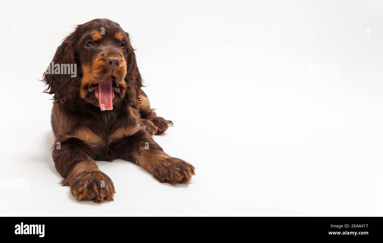 Cute Cocker Spaniel puppy dog looking thirsty with tongue hanging isolated out on white background Stock Photo