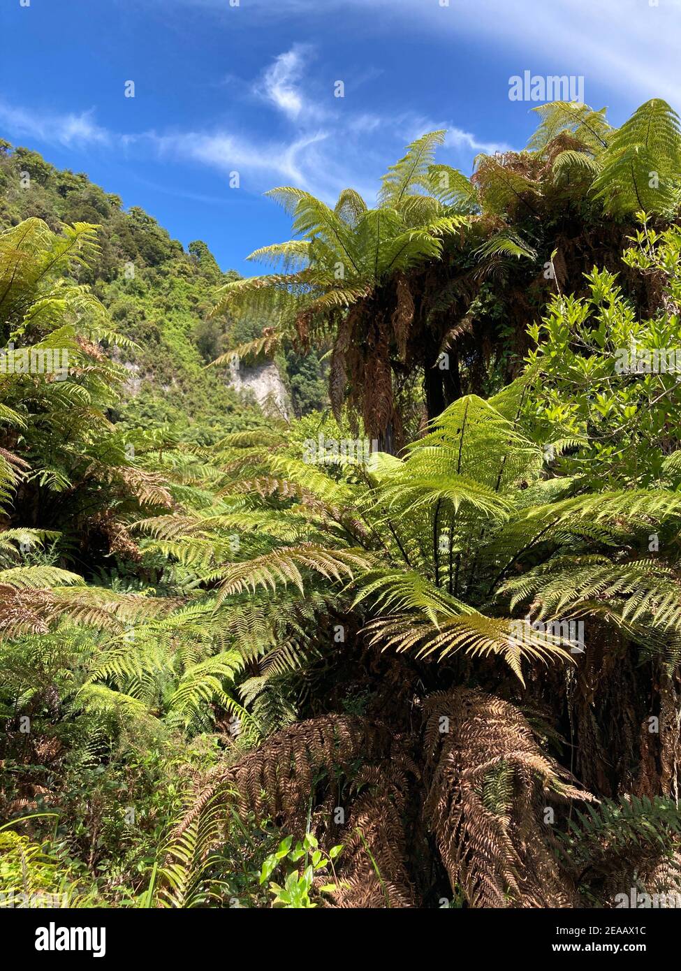 Tree ferns and blue sky, New Zealand Stock Photo