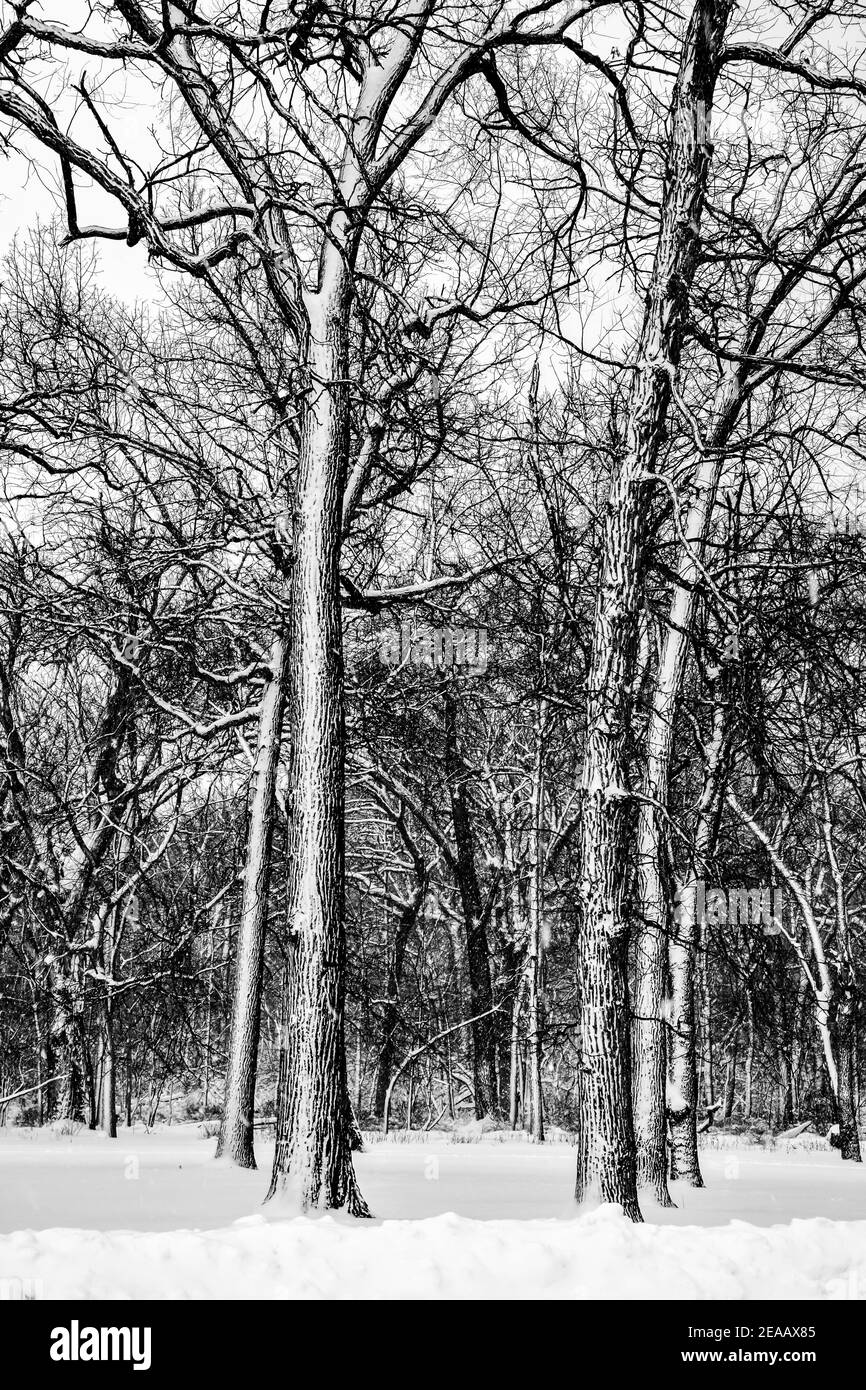 Background snow covered pine Black and White Stock Photos & Images - Alamy