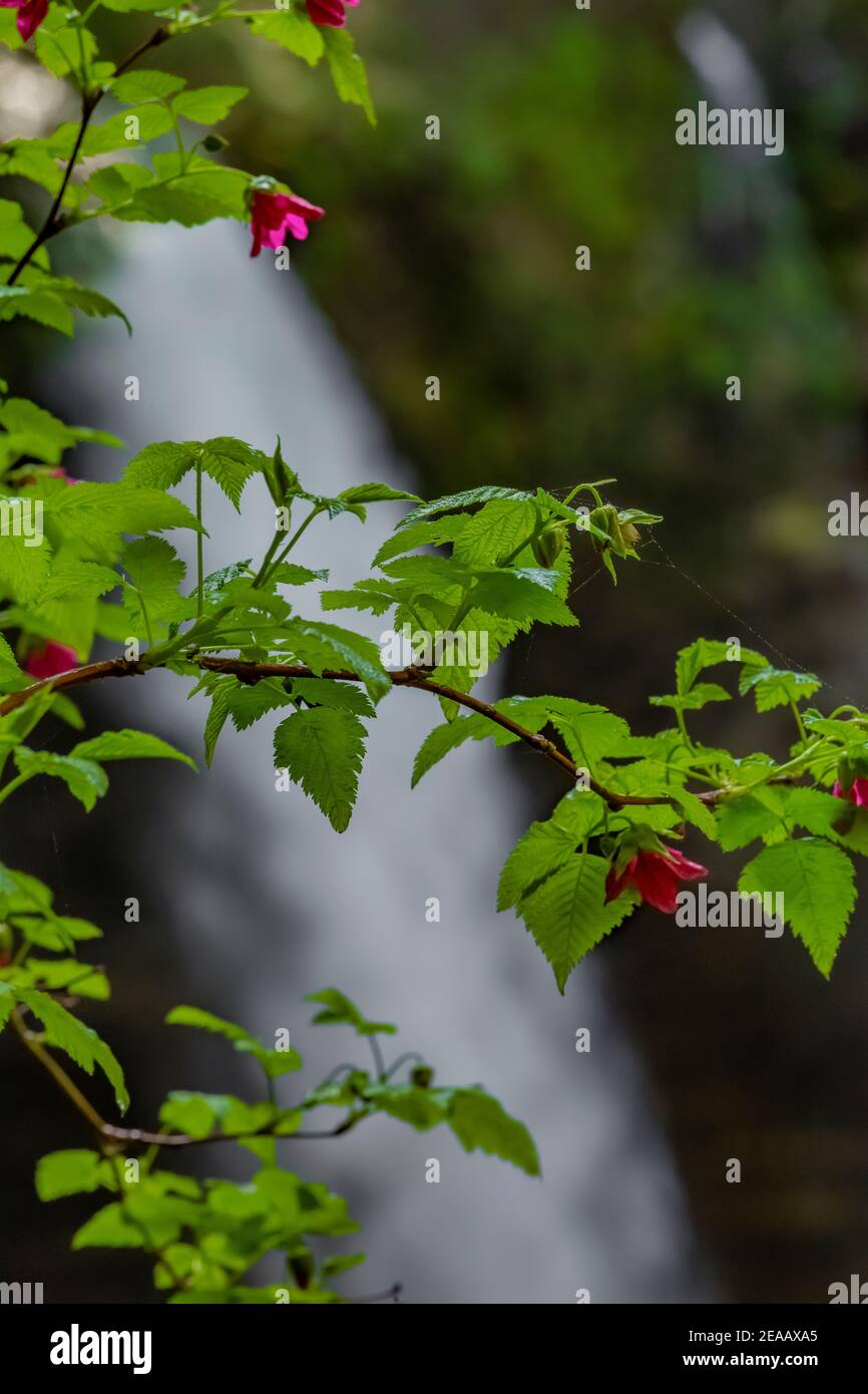 Salmonberry, Rubus spectabilis, blooming in front of North Falls in