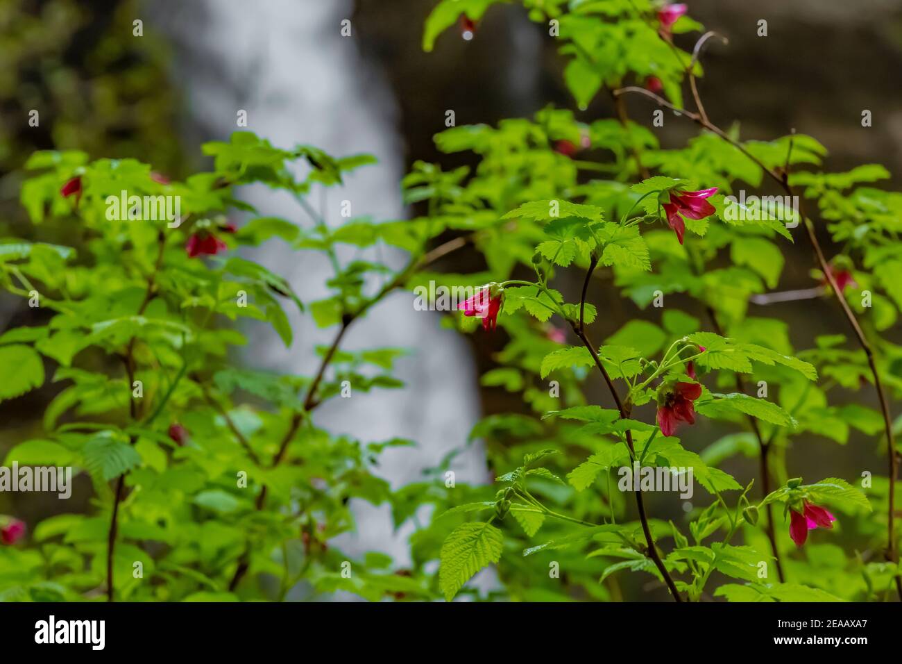 Salmonberry, Rubus spectabilis, blooming in front of North Falls in