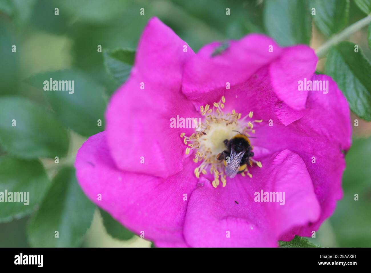 A fat humble bee searching nectar a pink blooming flower Stock Photo
