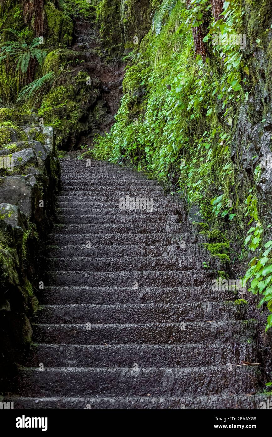 Concrete stairway along trail in Silver Falls State Park, Oregon, USA Stock Photo