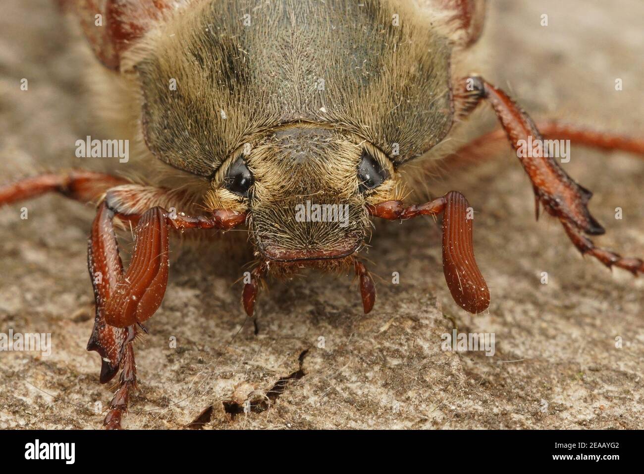 Close up of the head of a cockchafer, Maybug or doodlebug, Melolontha ...
