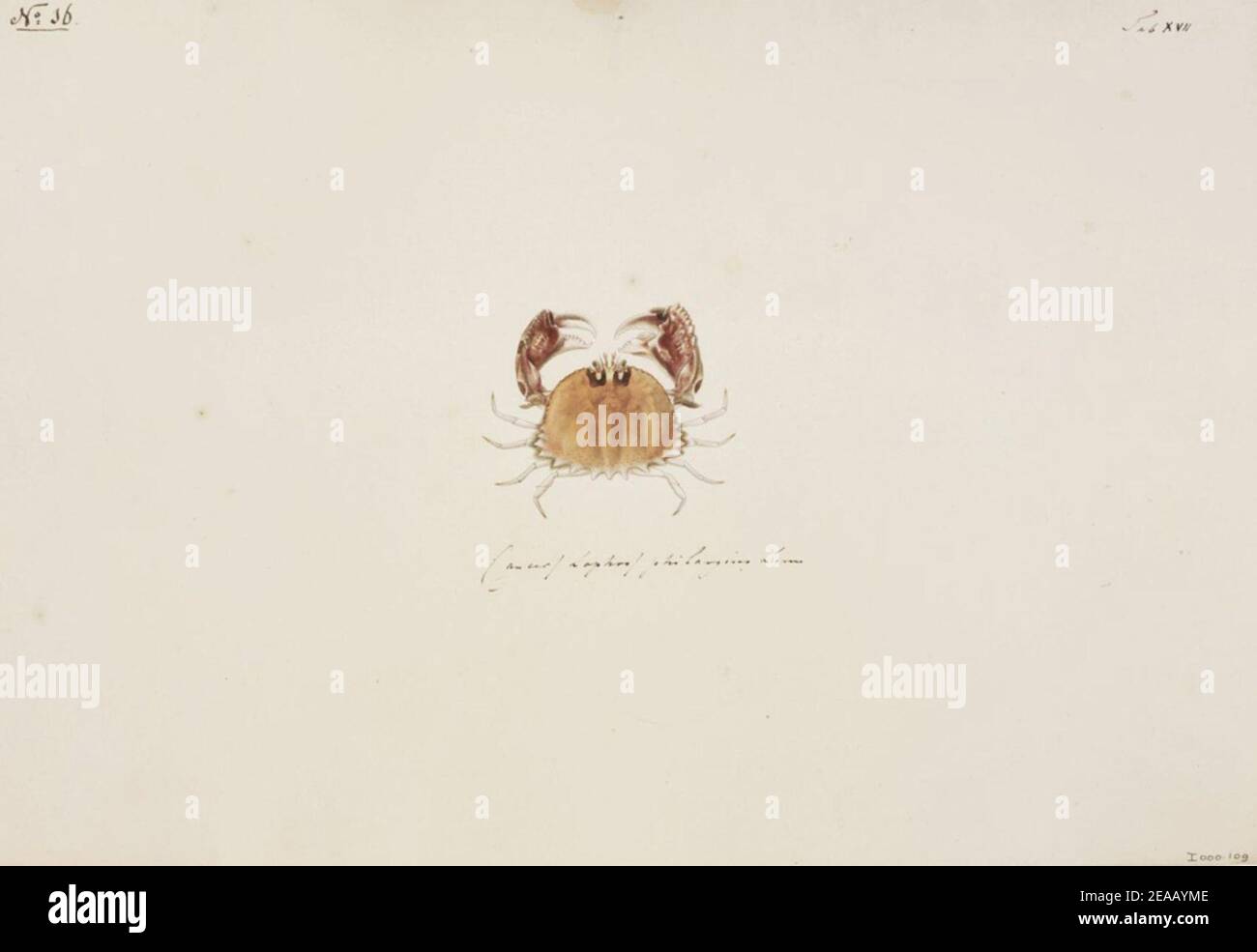 .82 - Calappa philargius - Kawahara Keiga - 1823 - 1829 - pencil drawing - water colour. Stock Photo