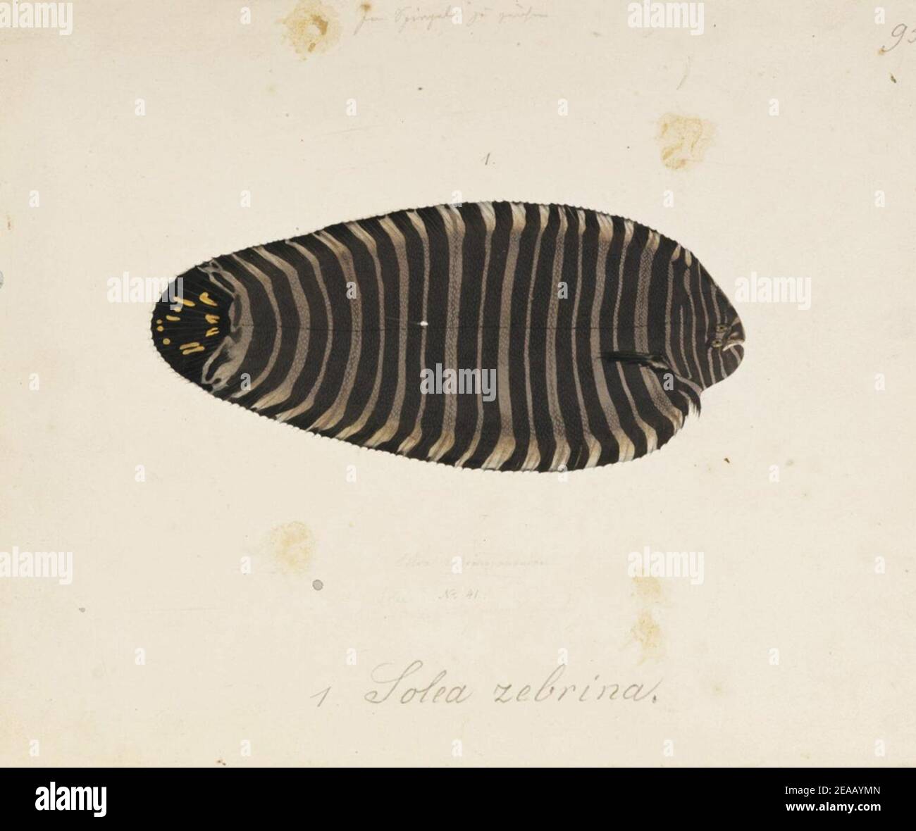 .102 - Zebrias zebra (Bloch and Schneider) - Kawahara Keiga - 1823 - 1829 - pencil drawing - water colour. Stock Photo