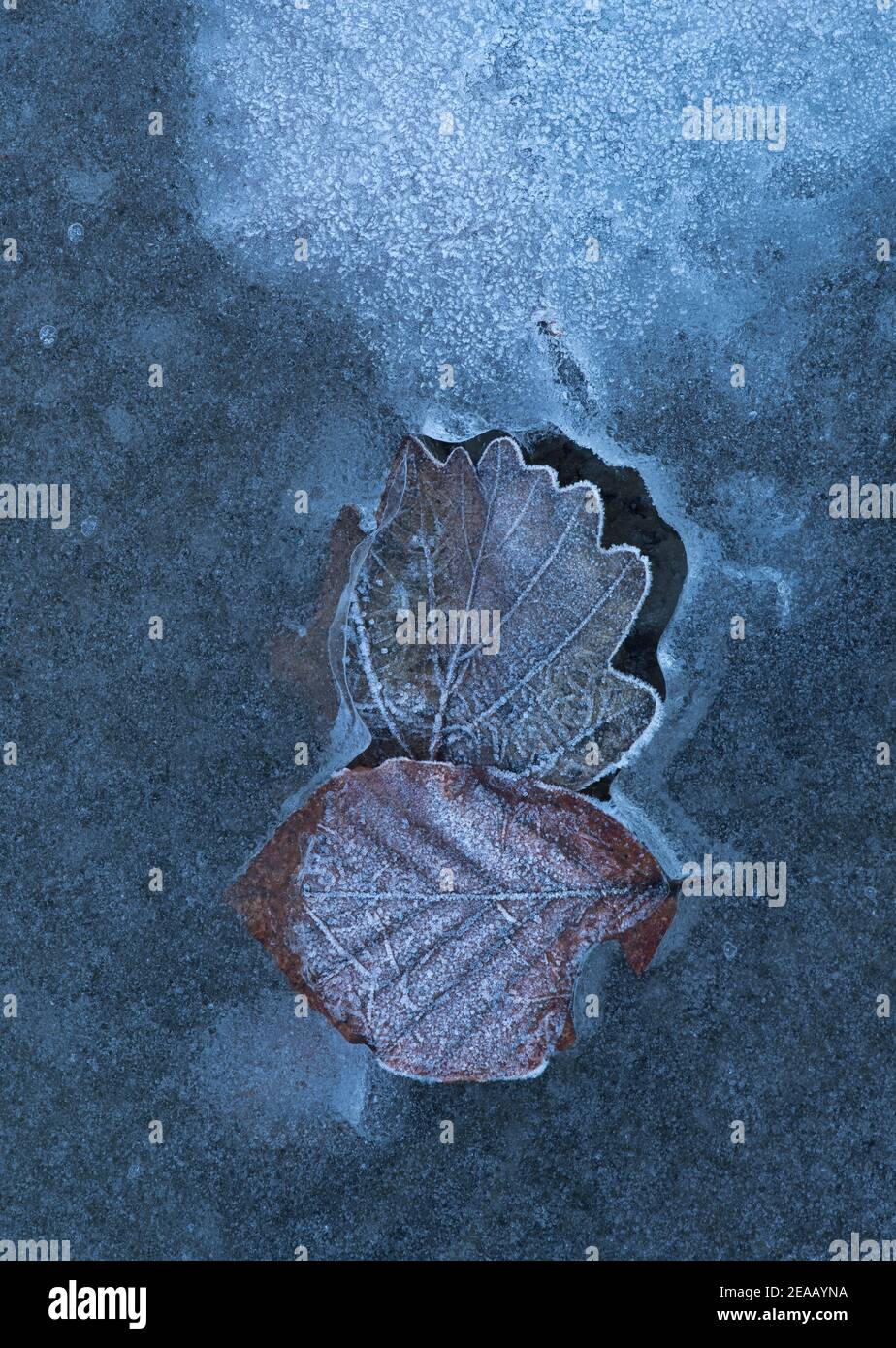 Close-up, leaves, frozen in ice Stock Photo