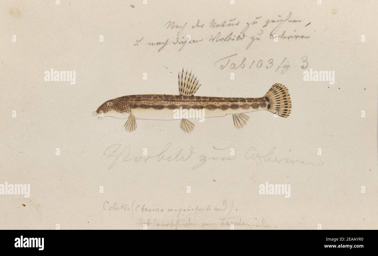 .142 - Cobitis taenia taenia Linnaeus - Kawahara Keiga - 1823 - 1829 - pencil drawing - water colour. Stock Photo