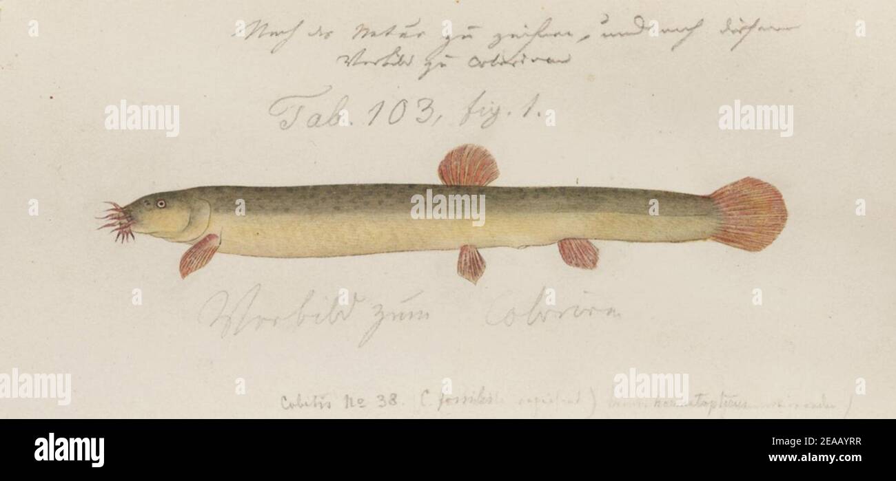 .141 - Misgurnus anguillicaudatus (Cantor) - Kawahara Keiga - 1823 - 1829 - pencil drawing - water colour. Stock Photo
