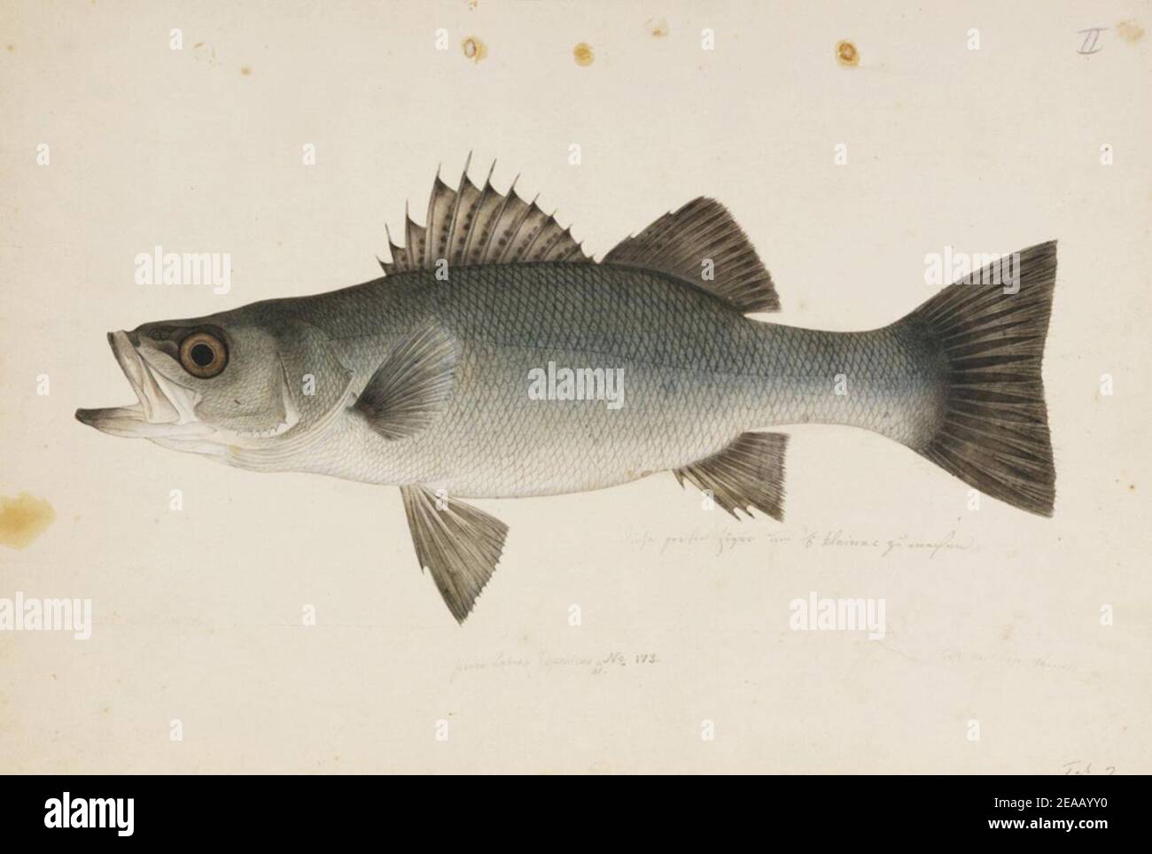 Lateolabrax japonicus hi-res stock photography and images Lateolabrax japonicus hi-res stock photography and images