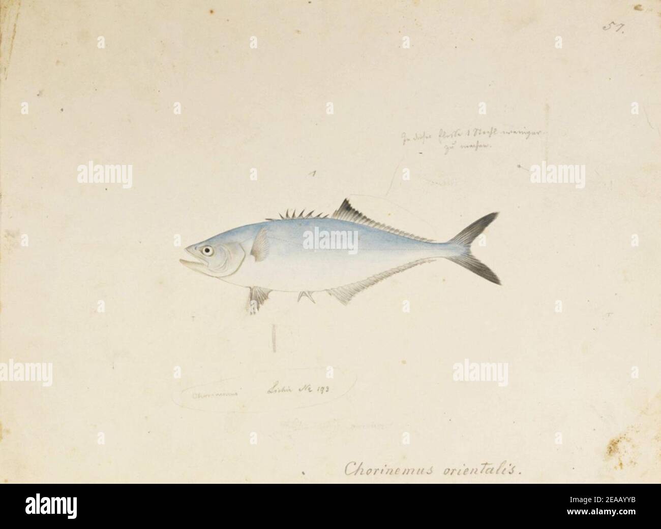 .569 - Scomberoides lysan (Forsskål) - Kawahara Keiga - 1823 - 1829 - pencil drawing - water colour. Stock Photo