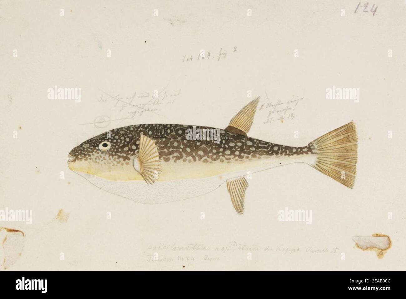 .170 - Takifugu poecilonotus (Temminck and Schlegel) - Kawahara Keiga - 1823 - 1829 - pencil drawing - water colour. Stock Photo