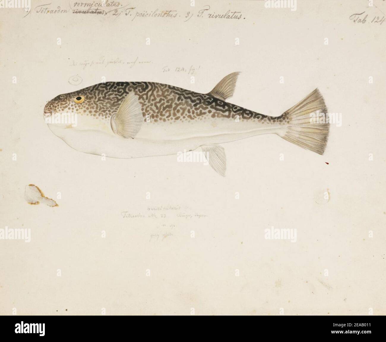 Takifugu vermicularis
