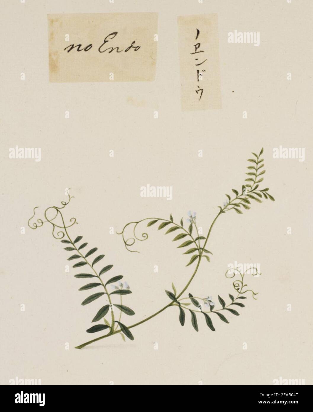.668 - Vicia angustifolia - Kawahara Keiga - 1823 - 1829 - pencil drawing - water colour. Stock Photo