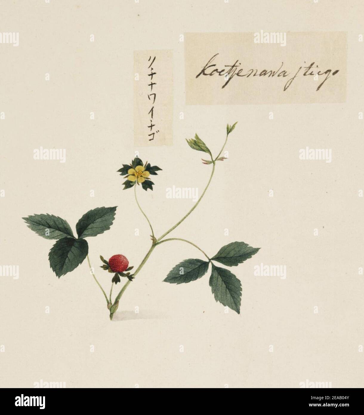 .662 - Duchesnea chrysantha - Kawahara Keiga - 1823 - 1829 - pencil drawing - water colour. Stock Photo