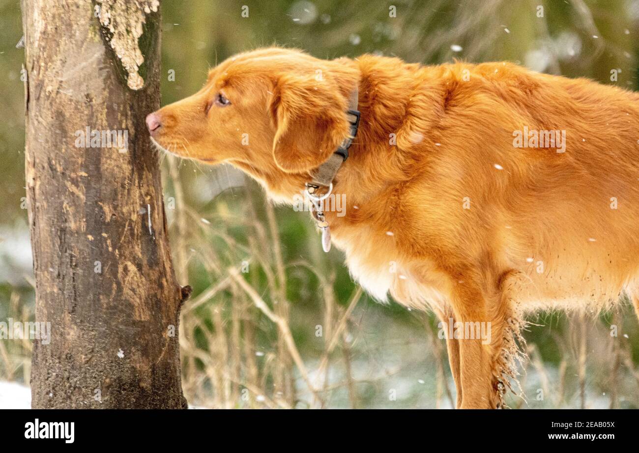A dog (Golden Retriever) sniffing a tree trunk to smell a scent left behind  by another dog marking its territory. Typical animal behaviour by dogs  Stock Photo - Alamy