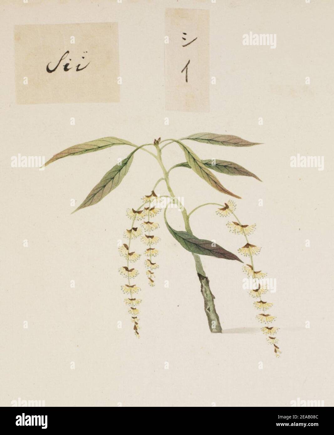 .801 - Castanopsis sieboldii - Kawahara Keiga - 1823 - 1829 - pencil drawing - water colour. Stock Photo