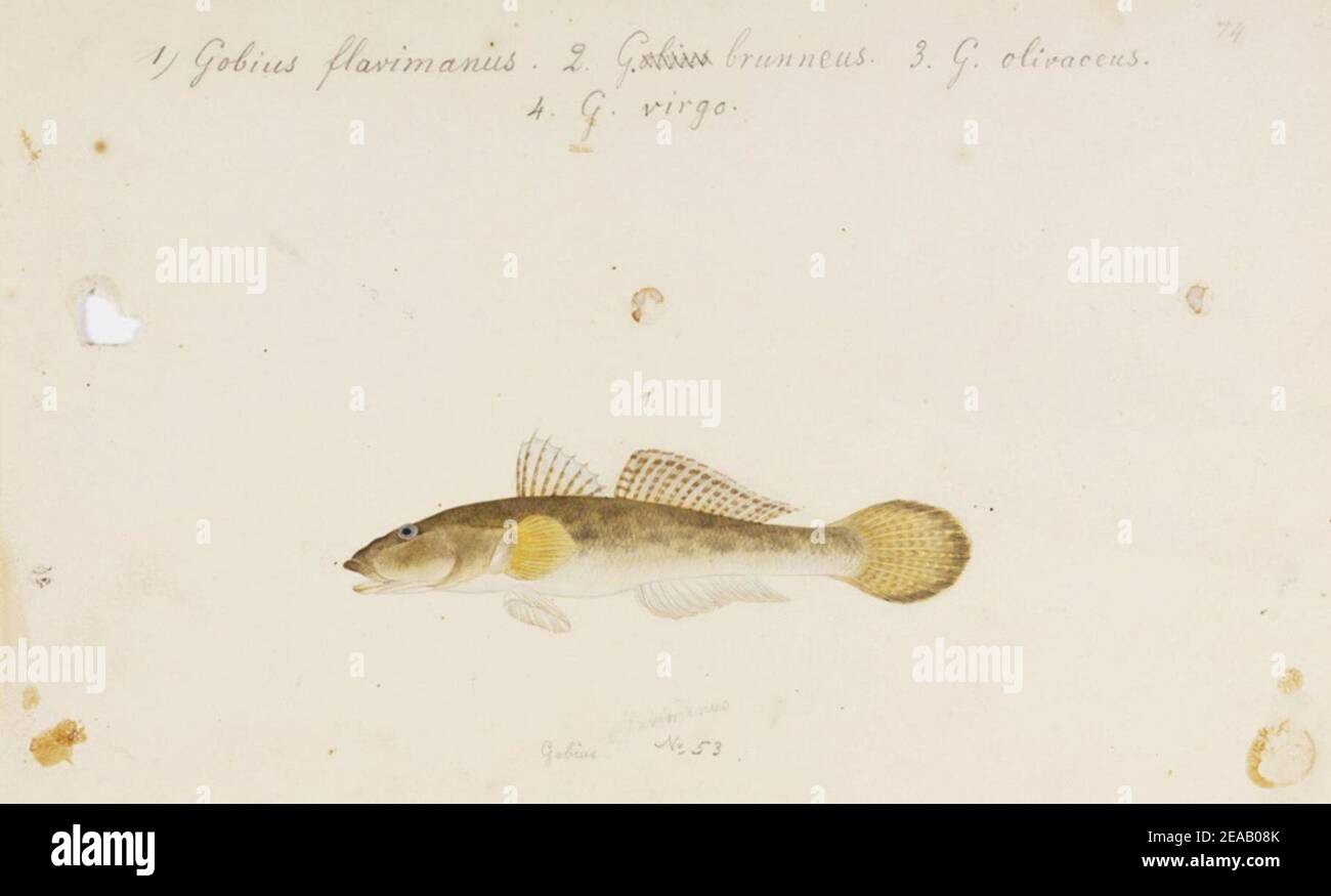 .748 - Acanthogobius flavimanus (Temminck and Schlegel) - Kawahara Keiga - 1823 - 1829 - pencil drawing - water colour. Stock Photo