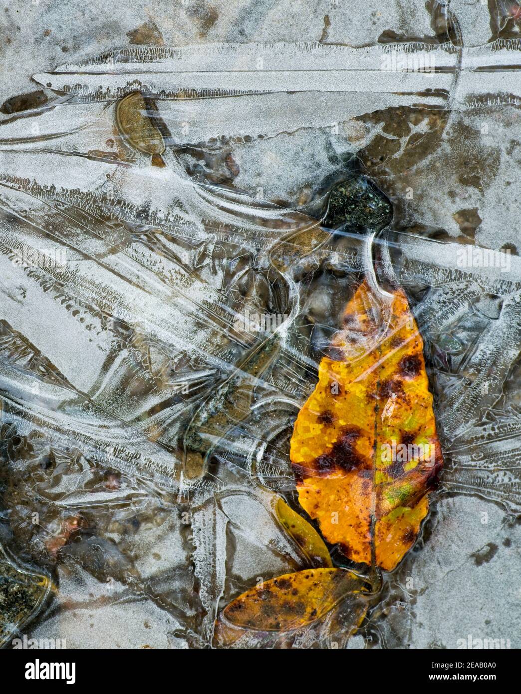 Close-up, leaf frozen in ice Stock Photo - Alamy