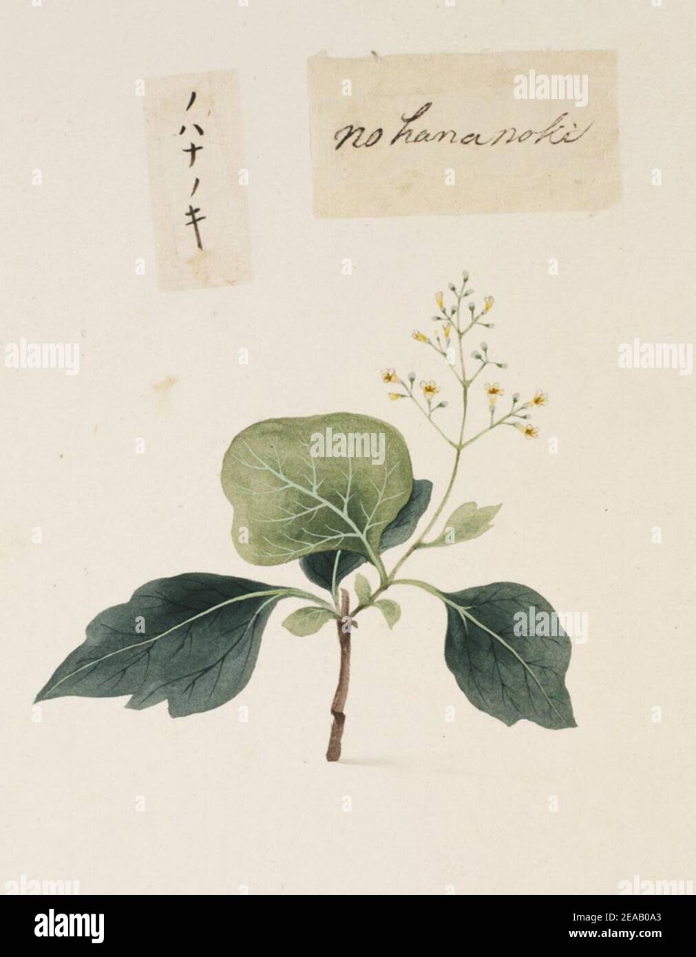 .805 - Viburnum japonicum (Thunb.) Sprengel - Kawahara Keiga - 1823 - 1829 - pencil drawing - water colour. Stock Photo