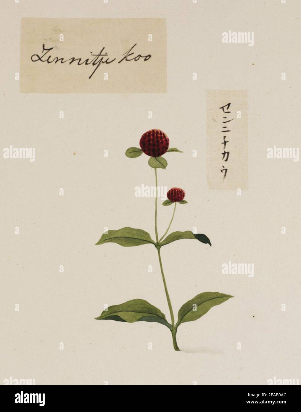 .779 - Gomphrena globosa - Kawahara Keiga - 1823 - 1829 - pencil drawing - water colour. Stock Photo