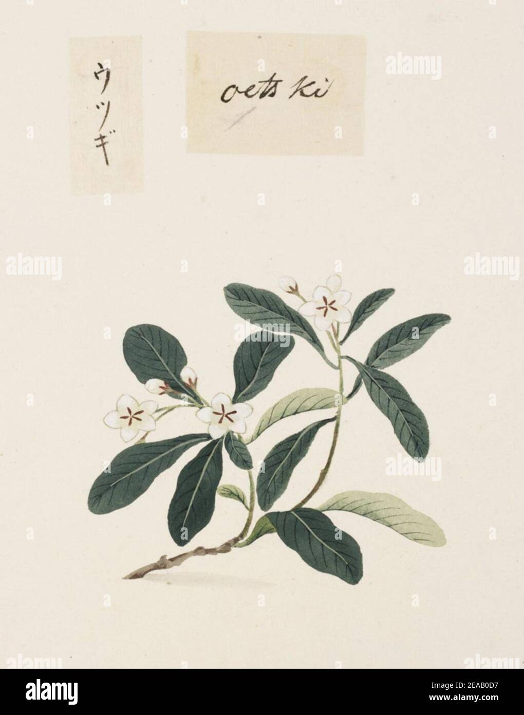 .838 - Deutzia crenata Sieb. et Zucc. - Kawahara Keiga - 1823 - 1829 - pencil drawing - water colour. Stock Photo
