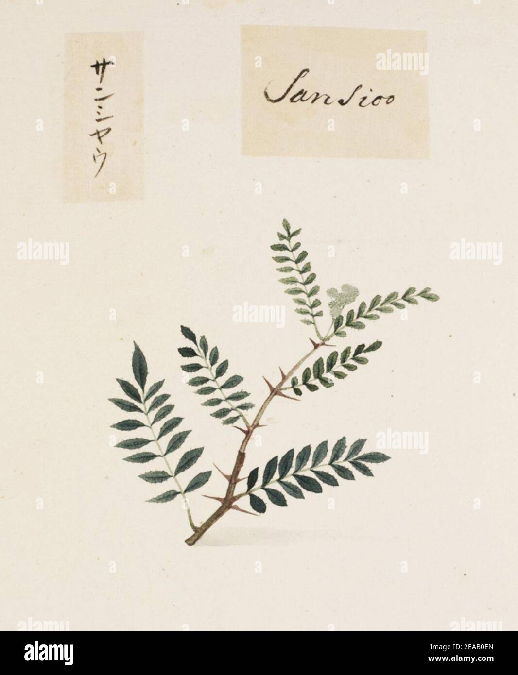 .820 - Zanthoxylum piperitum - Kawahara Keiga - 1823 - 1829 - pencil drawing - water colour. Stock Photo