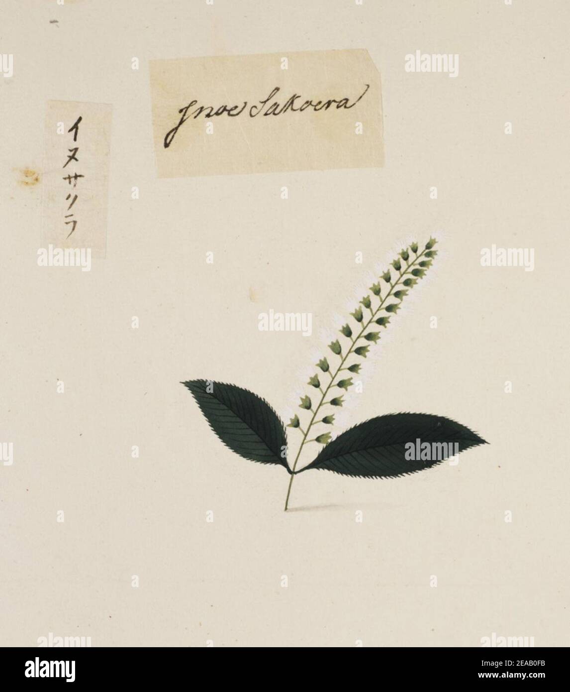.853 - Prunus buergeriana - Kawahara Keiga - 1823 - 1829 - pencil drawing - water colour. Stock Photo