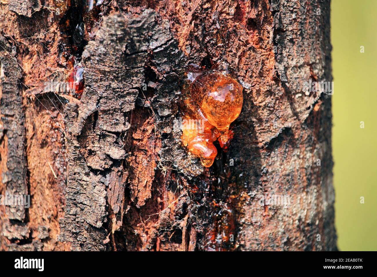 Close-up of gum exuding from Acacia tree trunk due to stress, South Australia Stock Photo