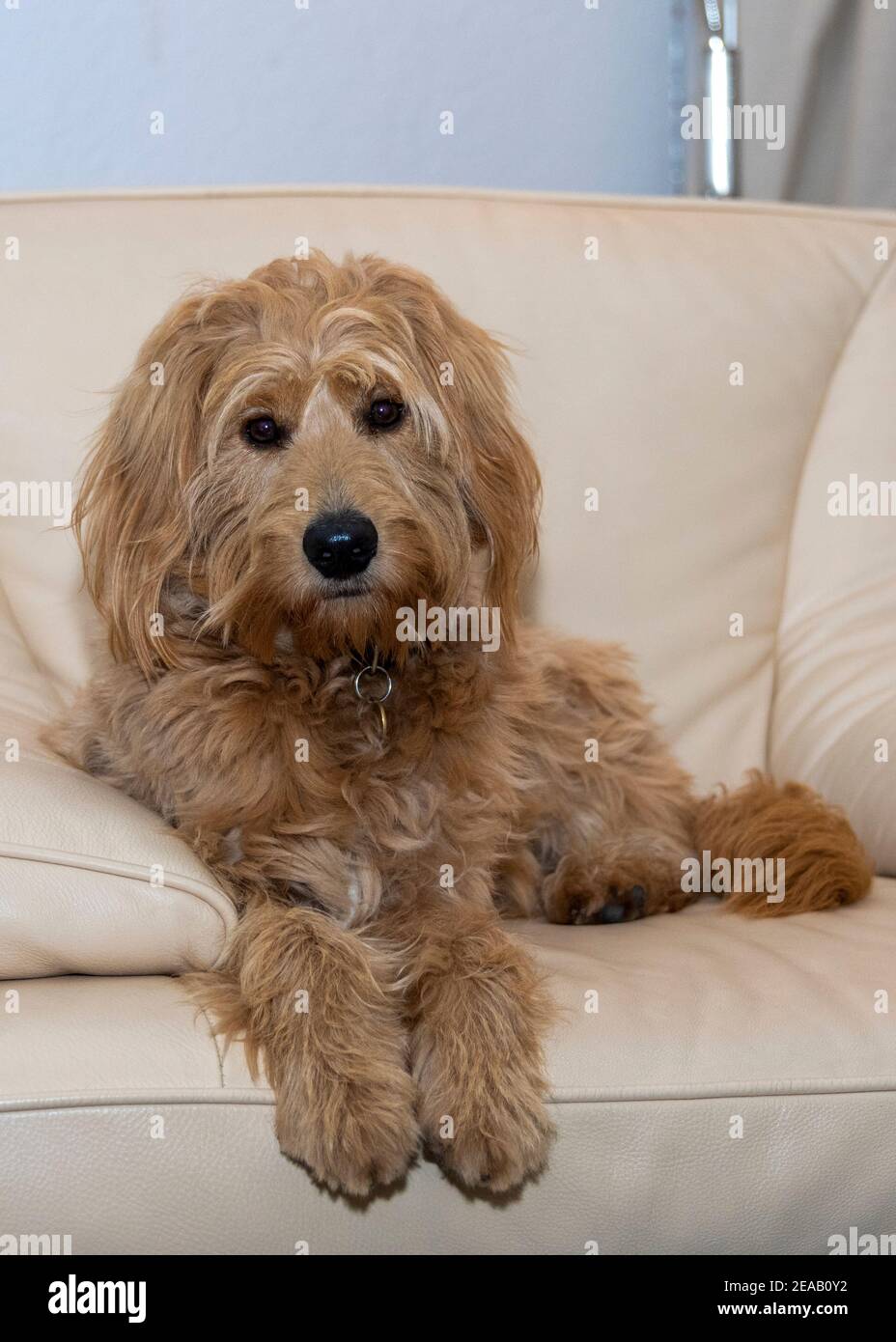 Mini Goldendoodle, mix of Golden Retriever and Miniature Poodle, dog, pet Stock Photo - Alamy