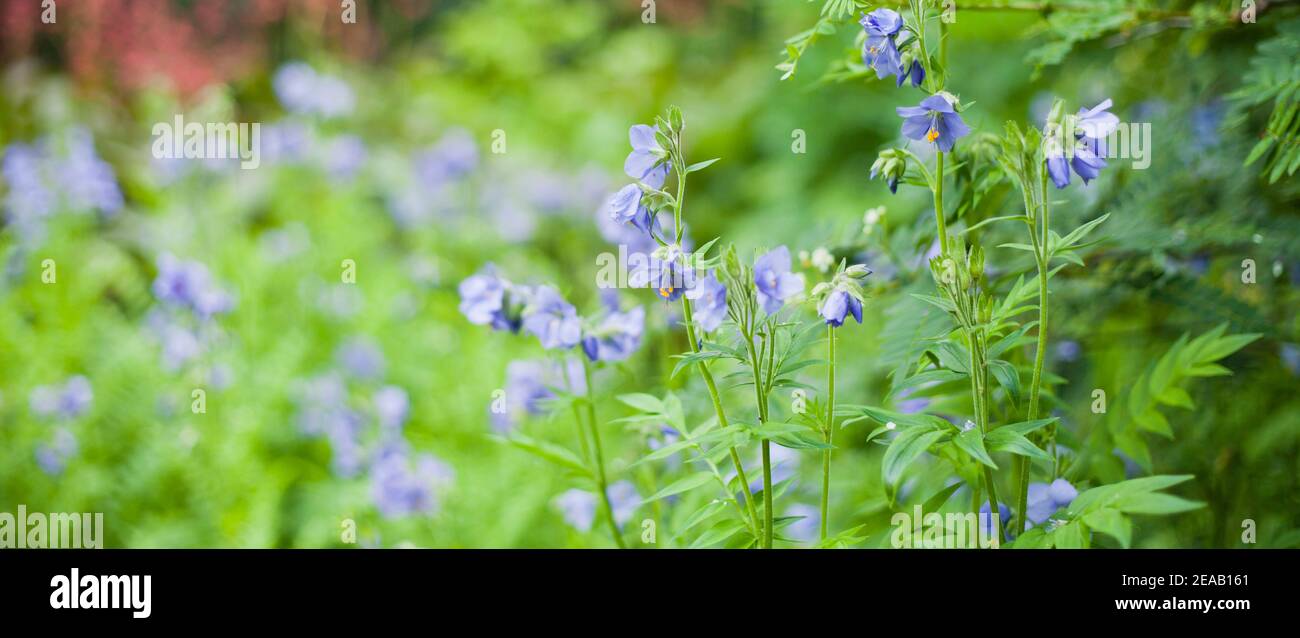 Beautiful blue flowers polemonium acutiflorum hardy plants for cold climates Stock Photo Alamy