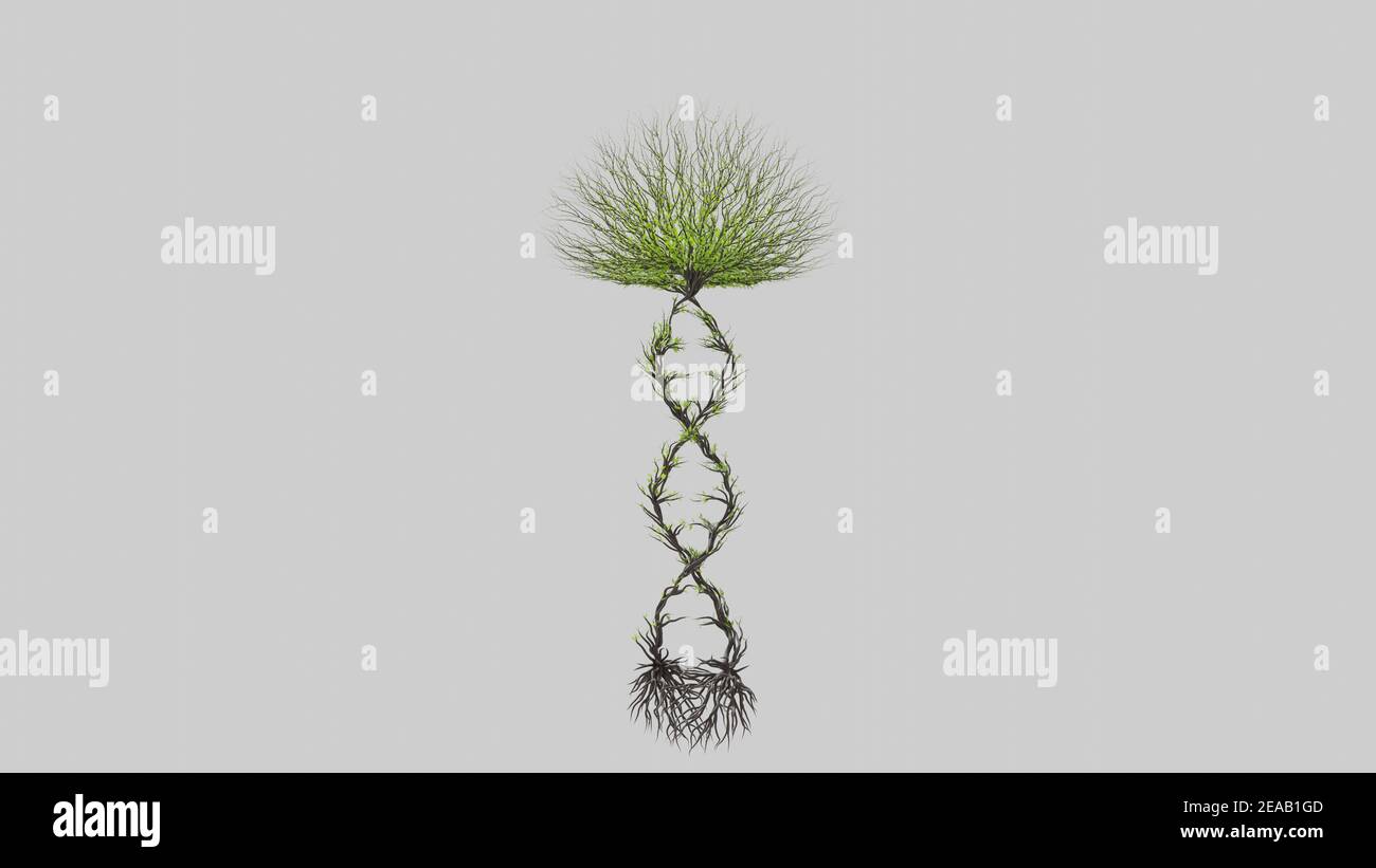 Tree in a shape of a DNA chain. Seasonal transition on white background ...