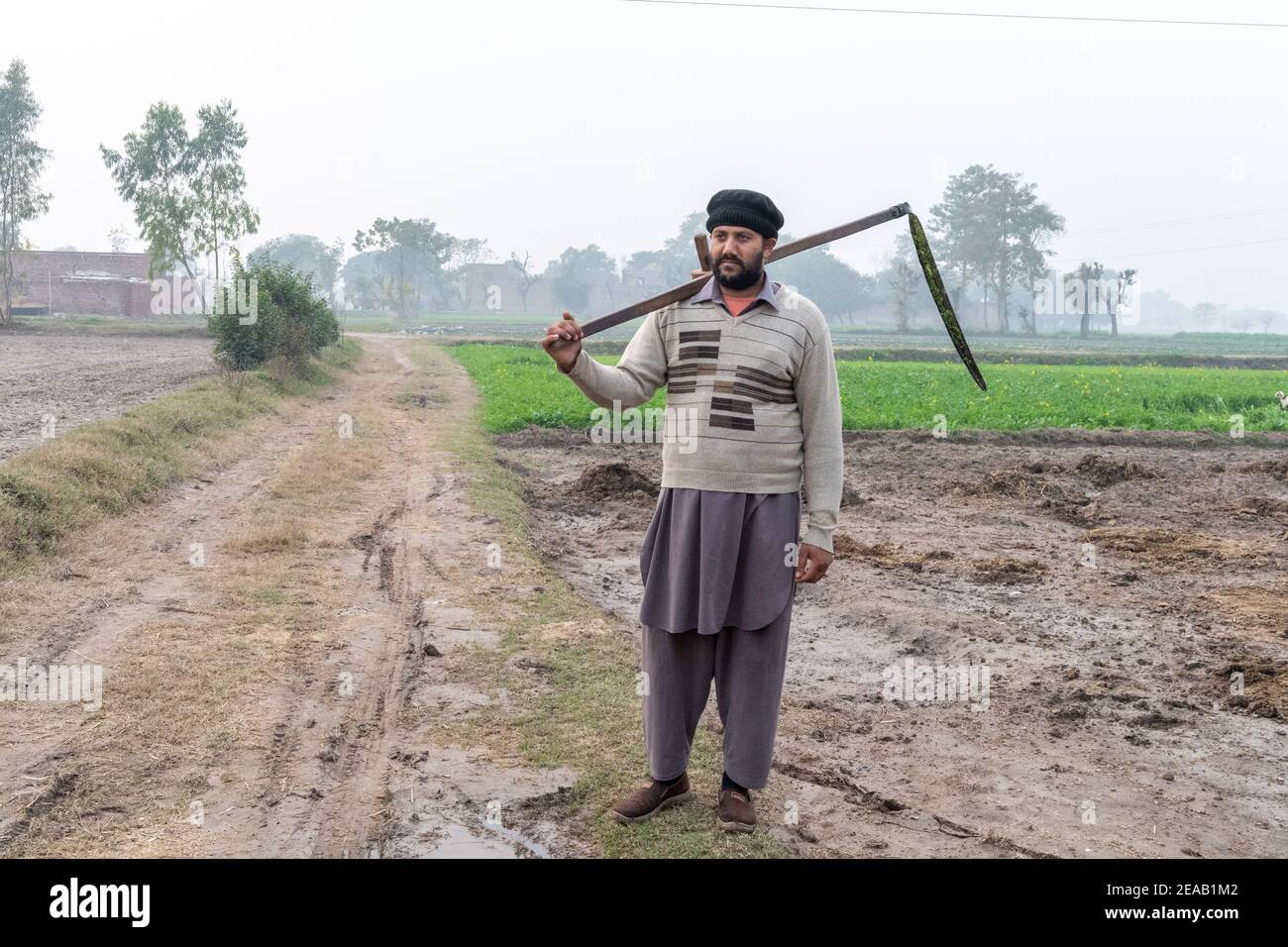 Harvesting fields, Rural Life, Punjab, Pakistan Stock Photo - Alamy