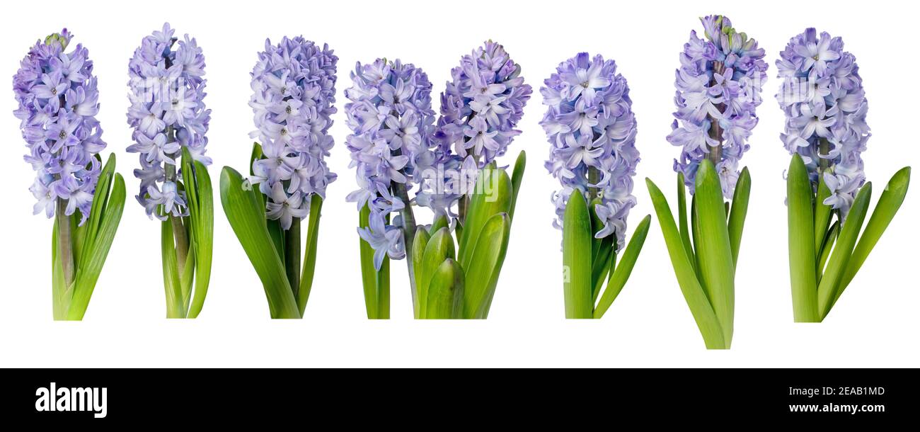Purple hyacinth flowers with leaves isolated on white. Hyacinthus spring plants. Seven objects set. Stock Photo