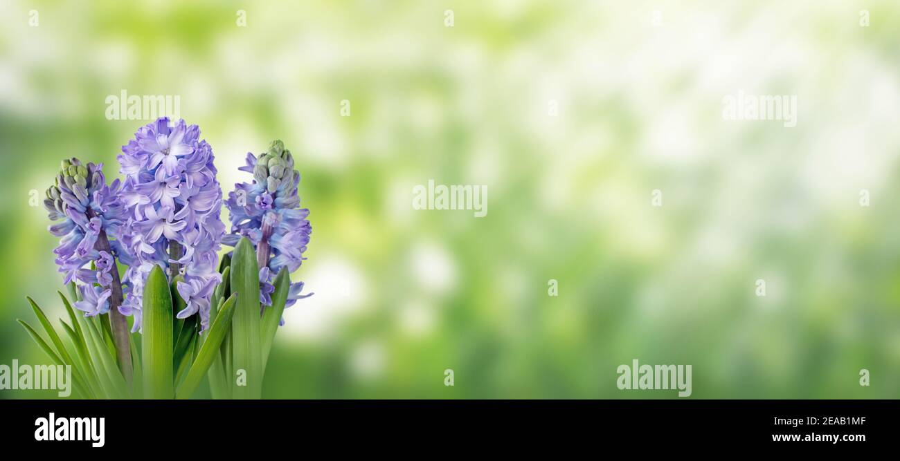 Purple hyacinth flowers on the spring blurred garden horizontal background Stock Photo
