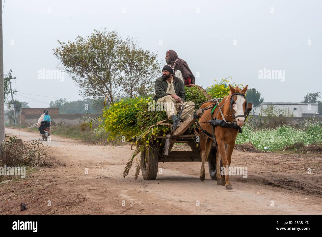 Bringing back grass to feed the cattle on a donkey cart, Rural Life