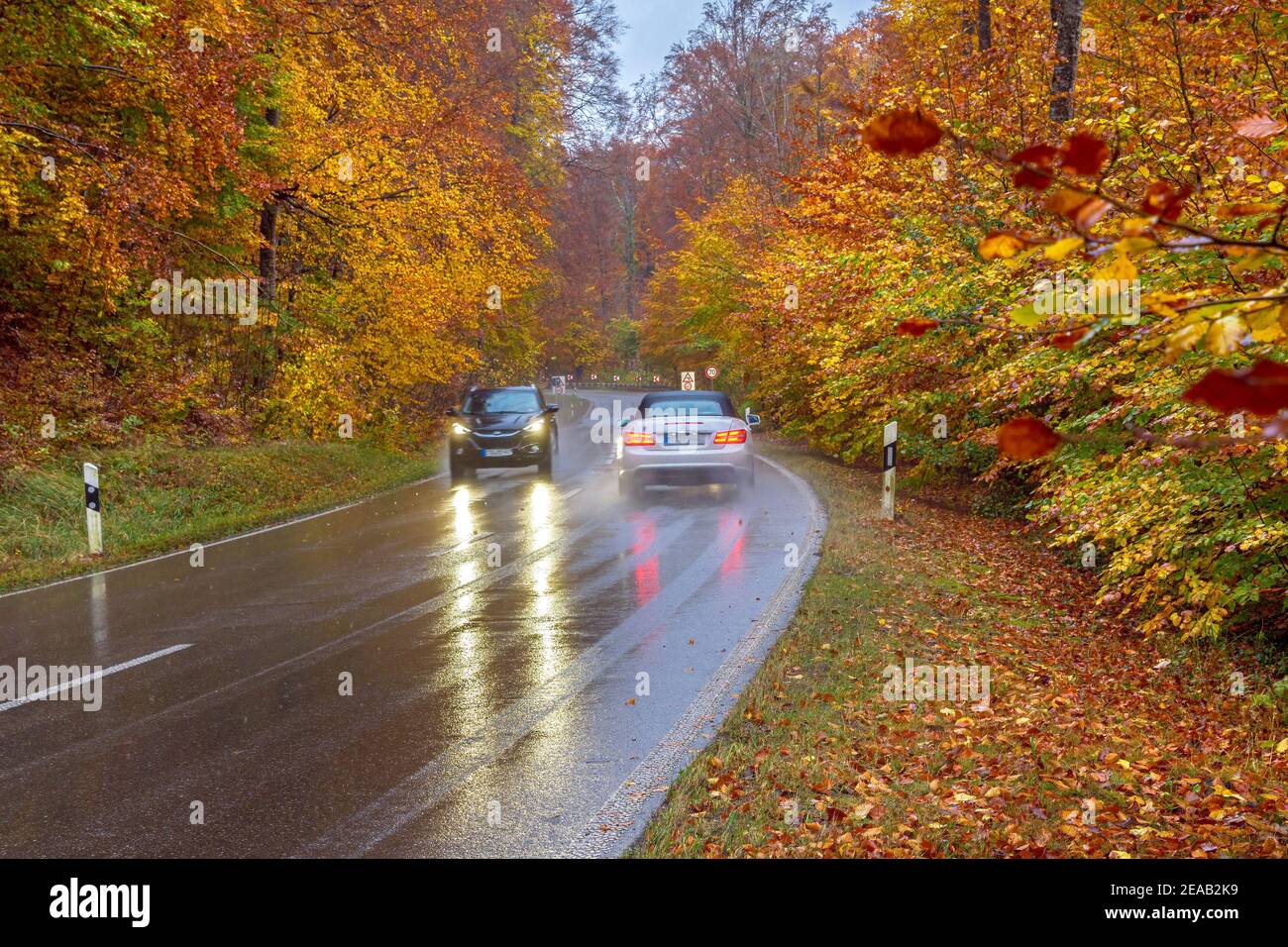 Traffic on a country road in the rain through a forest in autumn, Upper Bavaria, Bavaria, Germany, Europe Stock Photo