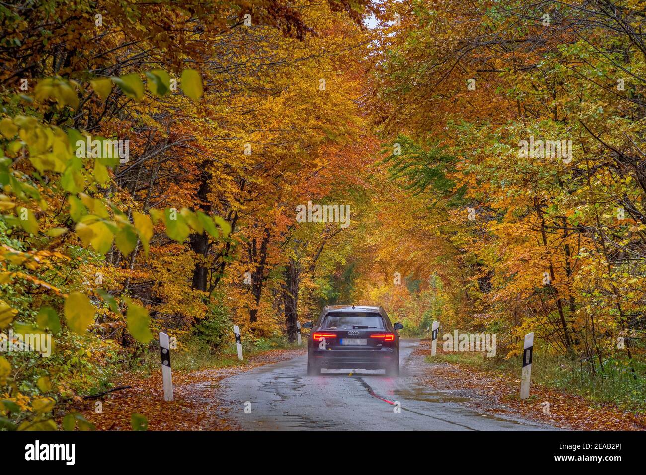 Traffic on a country road in the rain through a forest in autumn, Upper Bavaria, Bavaria, Germany, Europe Stock Photo
