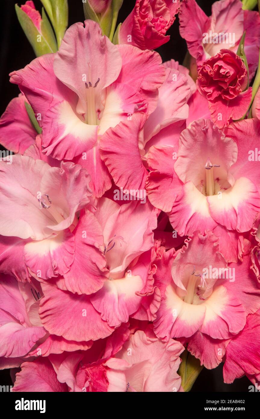 Close up of large flowers and breaking buds of summer flowering Gladiolus Rose pink flowers with white throat set against a black background Stock Photo