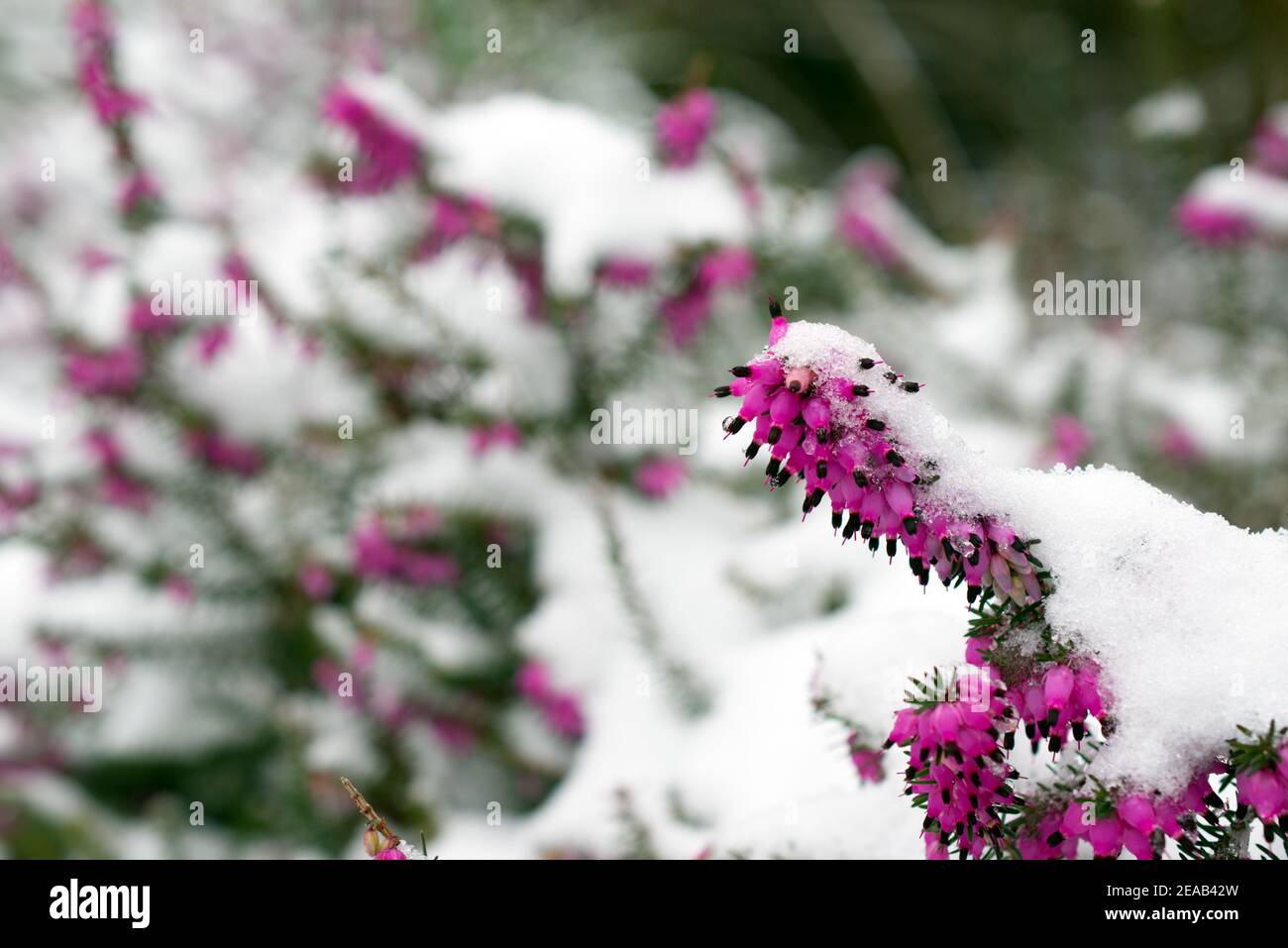 Purple flowers on Bell Heather (Erica cinerea) in the snow of winter in Sussex, England, UK. Stock Photo