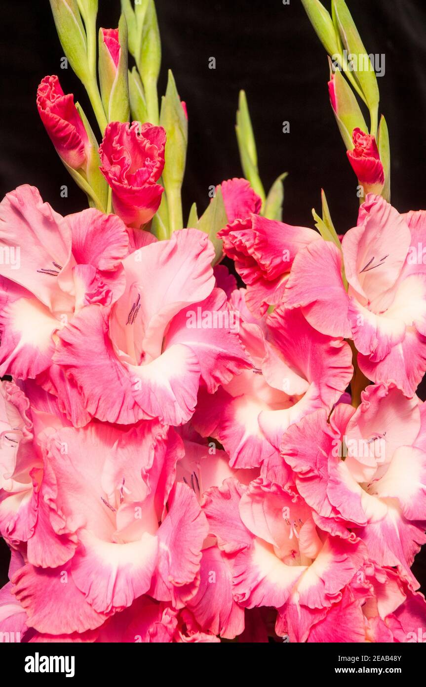 Close up of large flowers and breaking buds of summer flowering Gladiolus Rose pink flowers with white throat set against a black background Stock Photo