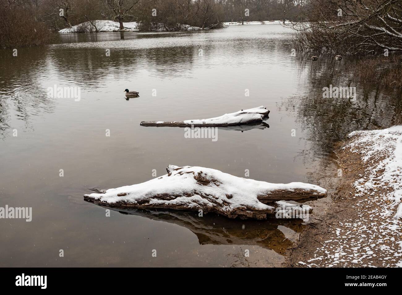 Snowy trunks in a pond landscape in Hollow Pond, Leytonstone, London, UK. Stock Photo
