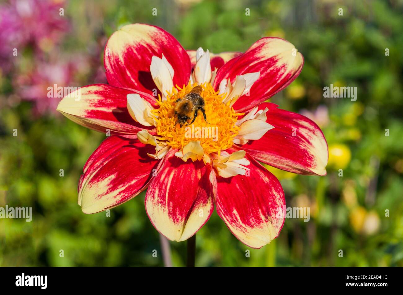 Bumble Bee Bombus pascuorum collecting nectar on dahlia Danum Torch in september to store for winter feed  Nests on ground or above in birds nests Stock Photo