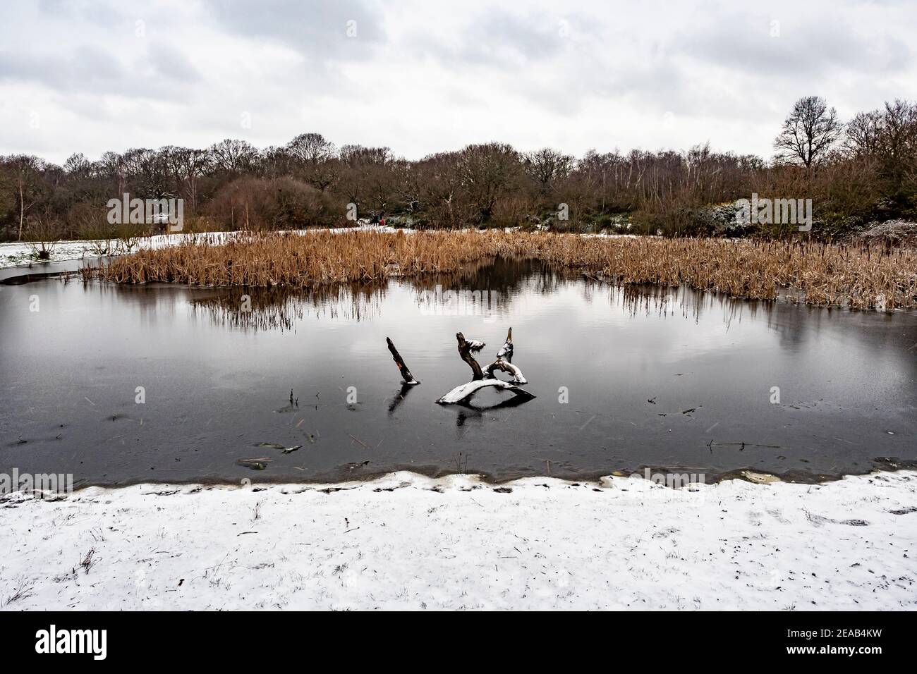 Winter landscape in Hollow Pond, Leytonstone, London UK. Stock Photo