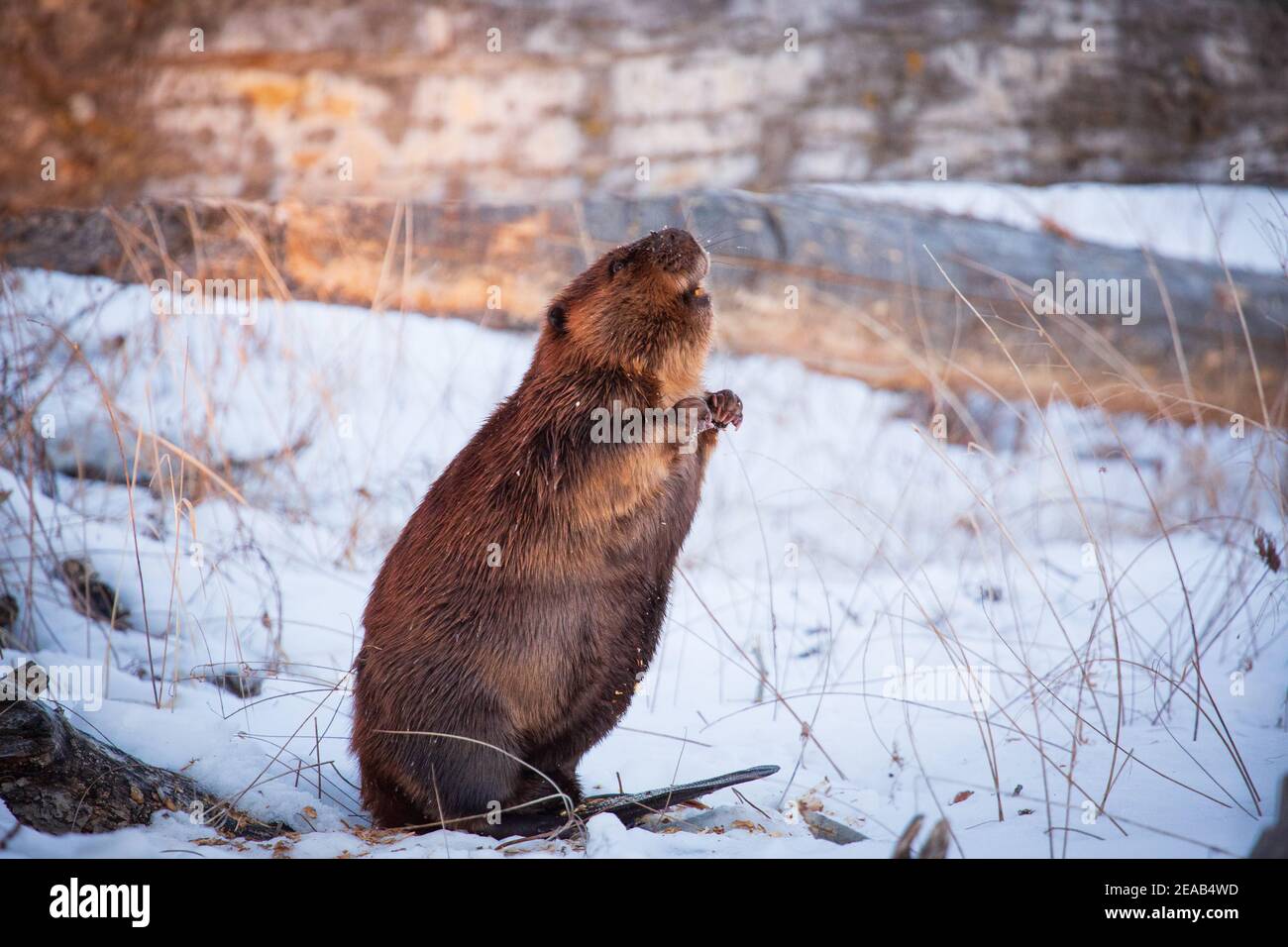 Beaver slapping tail hires stock photography and images Alamy