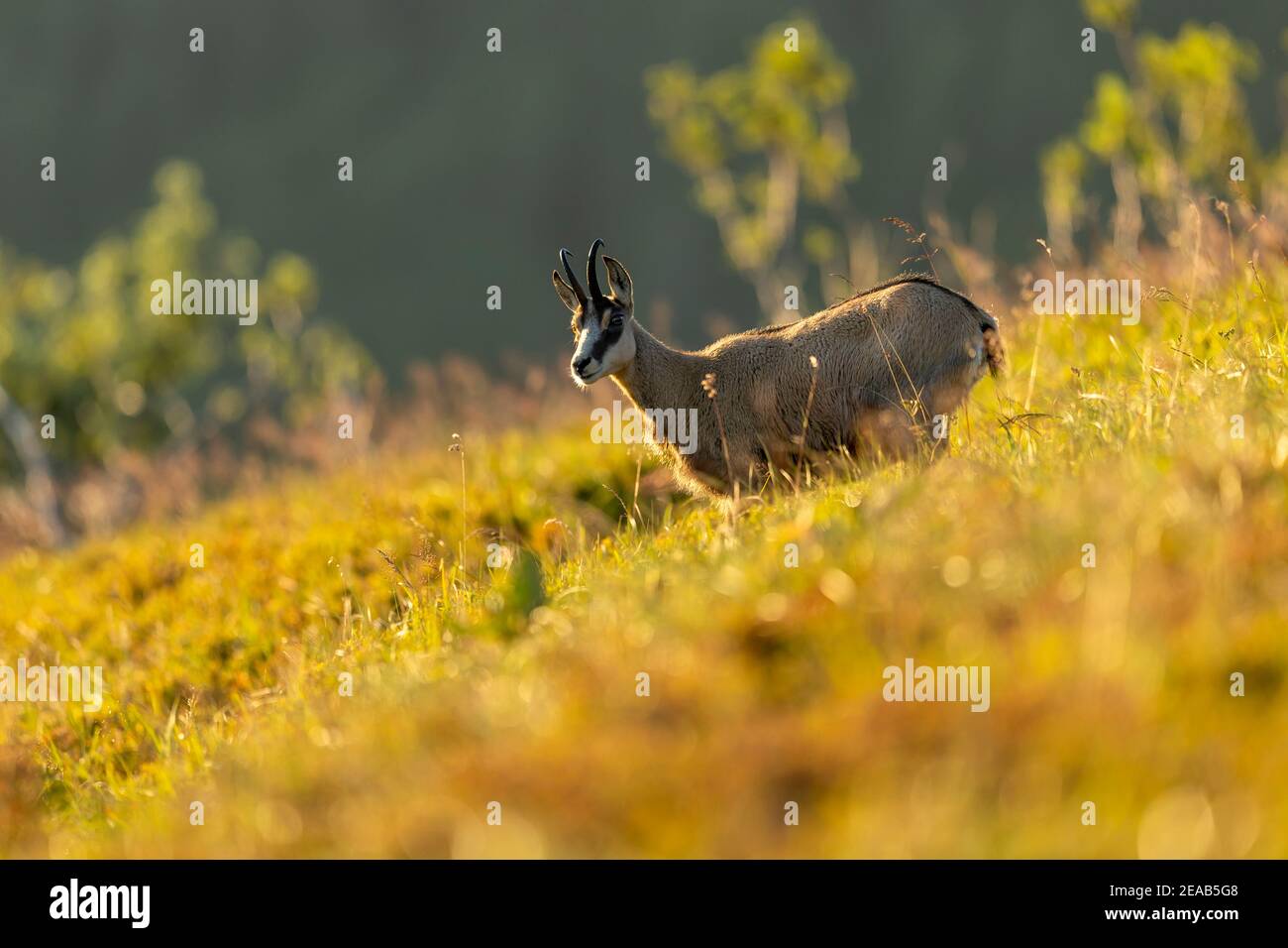 Chamois, (Rupicapra rupicapra), wildlife, Vosges, France Stock Photo