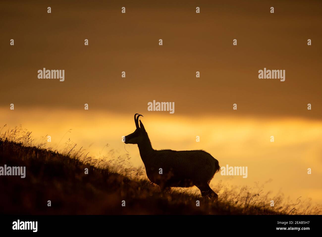 Chamois (Rupicapra rupicapra) stands in a meadow at sunset, Vosges, France Stock Photo