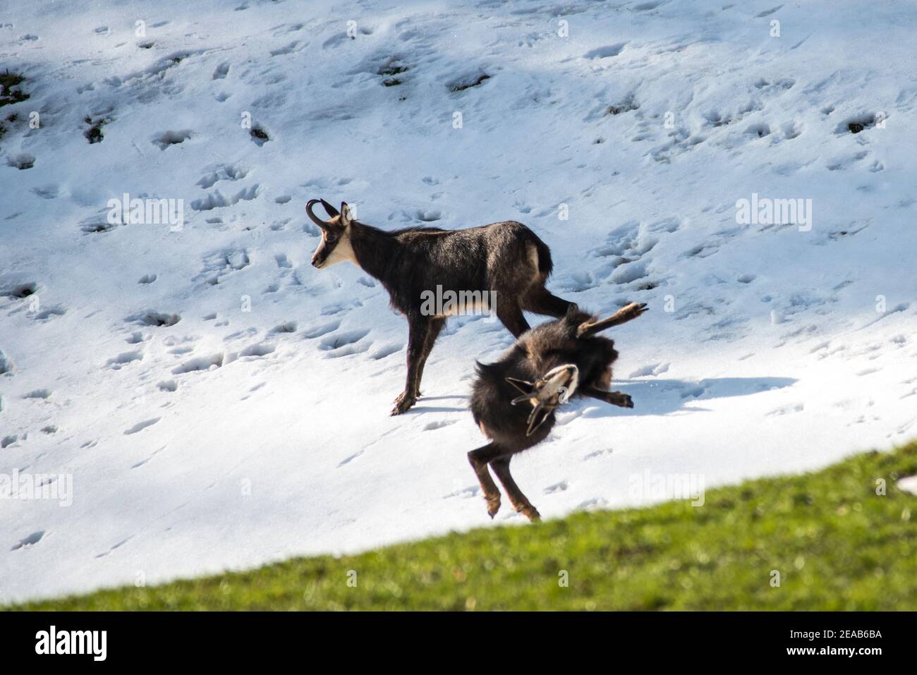 Chamois in spring after the snow melts Stock Photo